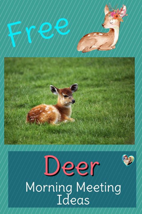 Animal Kindergarten Activities, Forest Animal Activities, Animal Activities For Preschool, Reindeer Activities, Animal Kindergarten, Forest Animals Preschool, Animals Reading, Forest Animals Theme, Lesson Plan Ideas