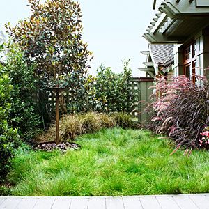 Plant a No-Mow Lawn: how to replace your thirsty lawn with a casual, easy-care meadow. Lawn Free Yard, Grass Alternative, No Mow Grass, Low Water Landscaping, Lawn Alternatives, Wildlife Garden, Drought Tolerant Landscape, Grasses Landscaping, Front Lawn