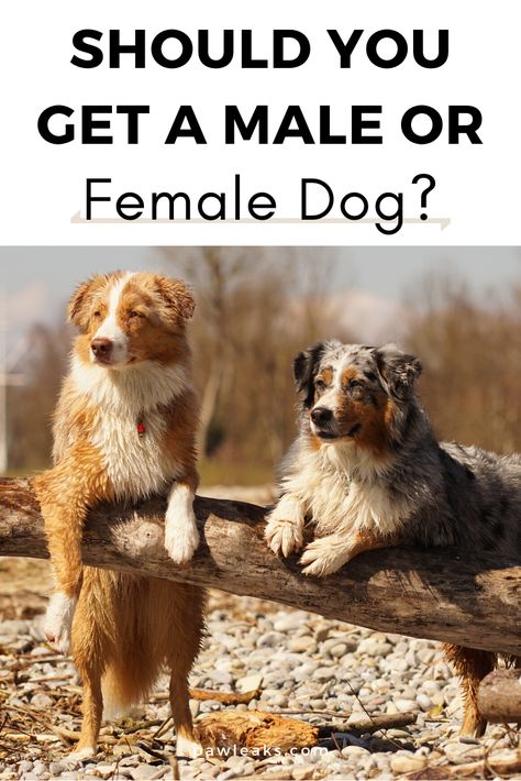 Reasons To Get A Dog, Dog Pee Smell, South African Mastiff, Gut Instinct, Getting A Dog, Owning A Dog, Male Vs Female, Spoiled Dogs, What Kind Of Dog