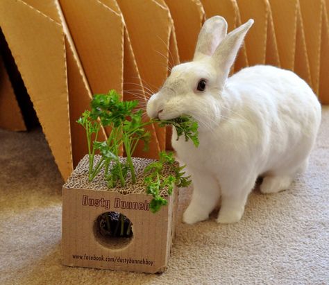 Foraging Box For Rabbits, Diy Rabbit Toys, Diy Bunny Toys, Rabbit Habitat, Rabbit Farm, Rabbit Treats, Bunny Room, Pet Bunny Rabbits, Handmade Bunny