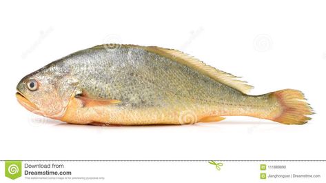 Yellow Croaker Fish stock photo. Image of dinner, yellow - 111889890 Croaker Fish, Cook Ideas, Fish Stock, Korean Dishes, Mediterranean Style, Maine House, A White Background, Photo Image, White Background