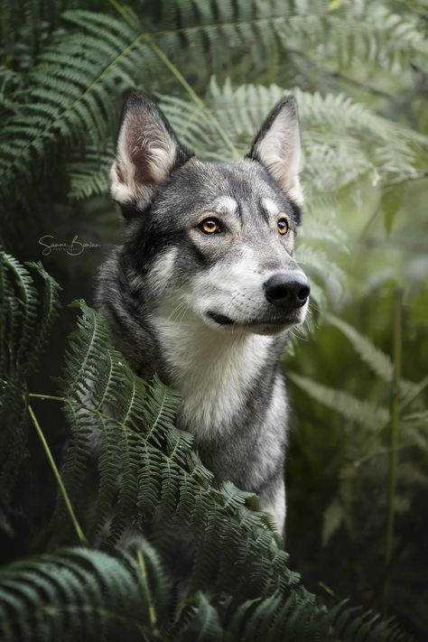 Outside Dog Photoshoot, Moody Dog Photography, Dog Photography Forest, Outdoor Pet Photography, Pet Portrait Photography, Dog In Forest, Dog Photography Outdoor, Dog Photoshoot Ideas, Dog Photography Ideas