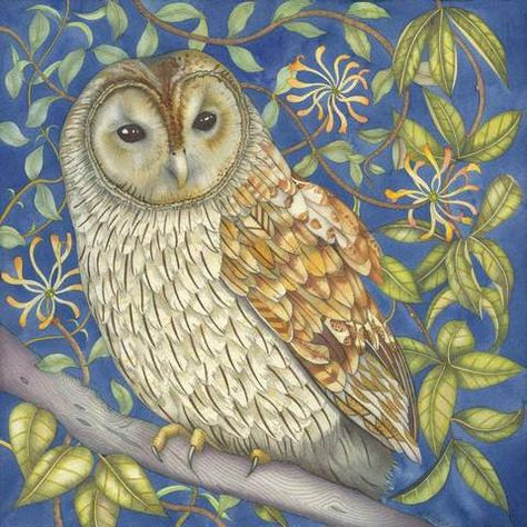 Kate Green, Tawny Owl, Owl Images, Owl Illustration, Mermaid Print, Seasons Art, Owl Print, Art Et Illustration, Owl Art