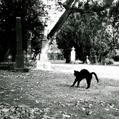 BLACK CAT ON CEMETERY Pere Lachaise Cemetery, Highgate Cemetery, Cat Attack, Samuel Beckett, Black Cat Art, Grave Marker, Black White Photos, Lingerie Shop, Tombstone