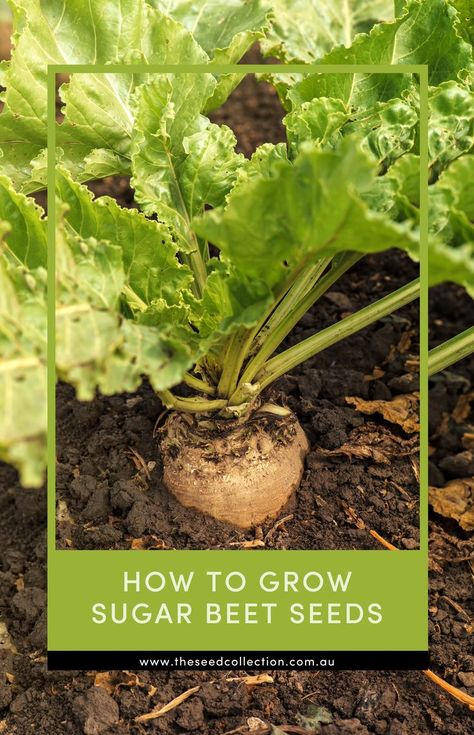 sugar beet plant ready  to be harvested Sugar Beets, Sugar Beet, Seed Collection, Garden Veggies, How To Grow, Beets, Green Thumb, Gardening Tips, Garden Plants