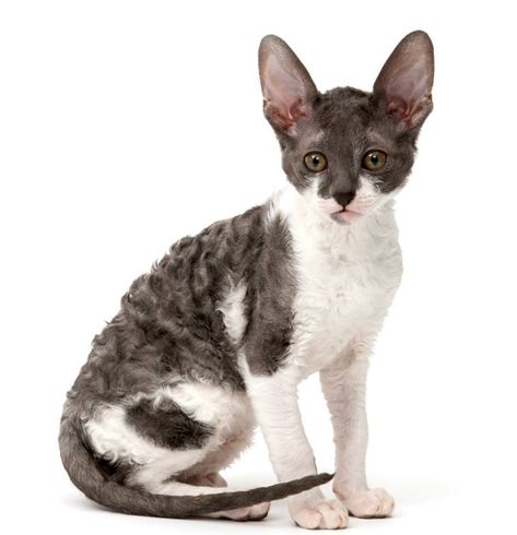 Curley Haired Cat, Like Selkirk Rex, Cornish Rex & Devon Rex Cornish Rex Kitten, Exotic Cat Breeds, Cat Breeds Hypoallergenic, Best Cat Breeds, Gatos Cool, Hypoallergenic Cats, Devon Rex Cats, Cornish Rex, Rex Cat