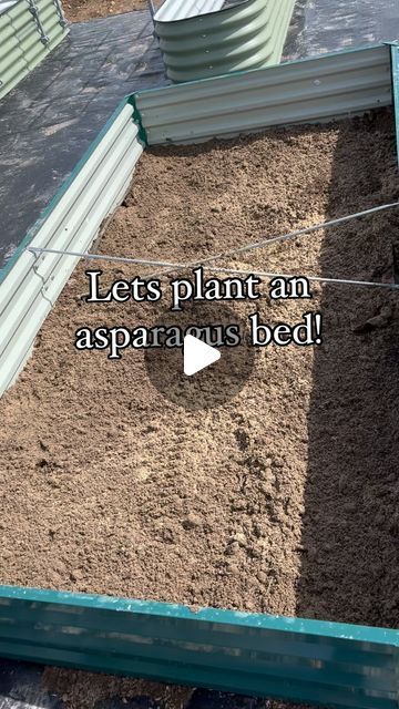 Kristina Nickerson 🇺🇸 homesteading on 5 acres 🌾 on Instagram: "This was a labor of love but I can’t wait until I have some delicious asparagus at my fingertips! 

#asparagusgarden #asparagusplant #farm #homestead #homesteadlifestyle #homesteading #homesteader #homestead #makingyourhouseahome #homesteaders #homesteadersofinstagram #ranchher #womeninag #womeninagriculture #womenwhofarm #buydirt #godscountry #farmtotable #farmtofork #gardentips #gardening #farden #gardenersofinstagram #gardenhack #dailygarden" How To Plant Asparagus, Asparagus Garden, Farm Instagram, Vegtable Garden, Asparagus Plant, Future Garden, Vegetable Gardens, Garden Bed, Garden Beds