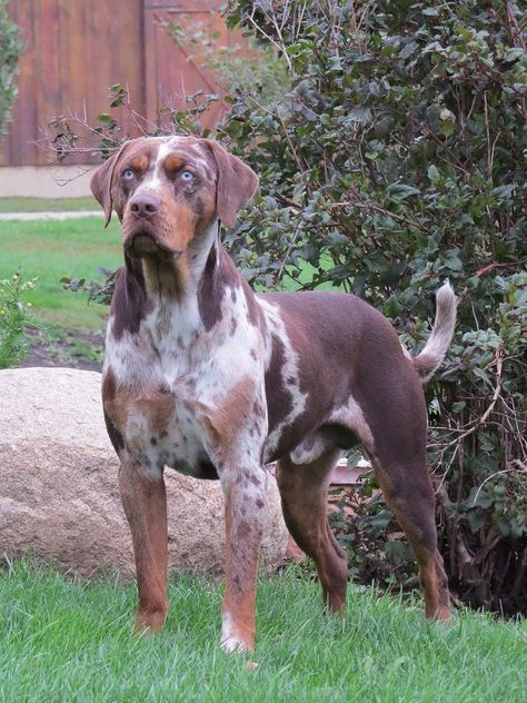 Catahoula Pitbull Mix Puppies, Catahoula Dog, Catahoula Leopard Hound, Catahoula Mix, American Leopard Hound, Louisiana Catahoula Leopard Dog, Service Dogs Breeds, Working Dogs Breeds, Pet Bunny Rabbits