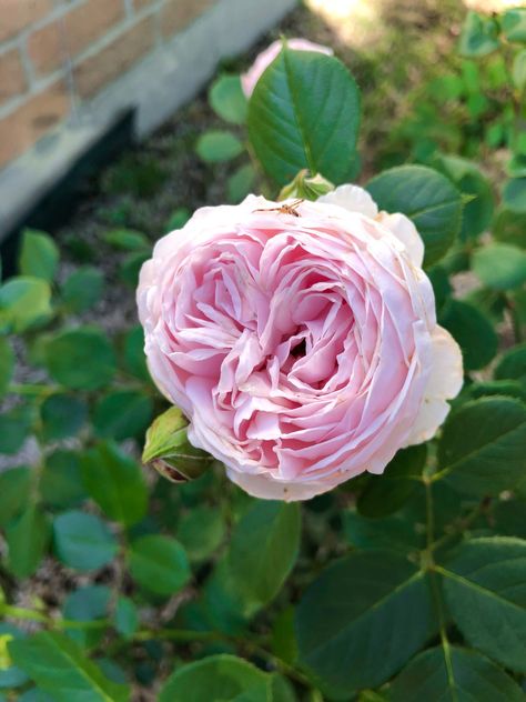 Earth Angel Rose, Container Roses, Rose Fertilizer, Rose Got, Floribunda Roses, Strange Flowers, Rose Varieties, Simple Rose, Hybrid Tea Roses