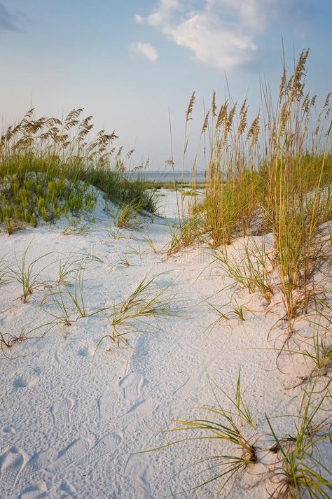 Footprints in the Sand Dunes at Beach. Path with footprints in the sand dunes wi , #Sponsored, #Beach, #Path, #footprints, #Footprints, #Sand #ad Art Plage, Sea Oats, Beach Path, Landscaping Images, Pensacola Beach, Beach Landscape, Beach Painting, Sand Dunes, Beach Scenes