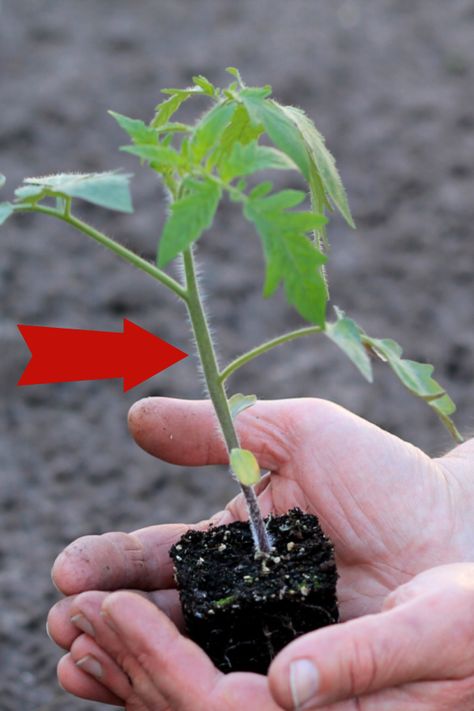 How Deep To Plant Tomato Plants - The Simple Secret To Grow Your Best Tomato Crop Ever! Tomato Pot, Perrenial Gardens Layout, Perrenial Gardens Layout Front Yards, Planting Tomatoes, Tomato Support, Tools Tattoo, Growing Tomatoes From Seed, Gardener Aesthetic, Seedlings Indoors