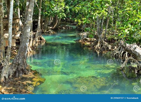 Mangrove forests stock image. Image of scenic, background - 29969737 Background Environment, Derby Car, Mangrove Forest, Stock Photography Free, Swimmers, Picture Book, Habitat, Stock Photography, Derby