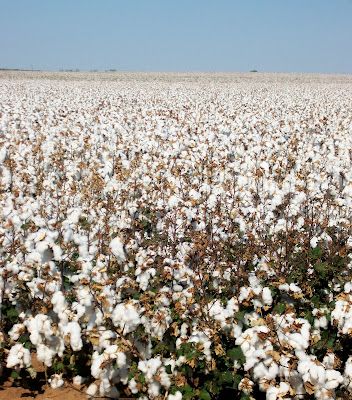 Oklahoma cotton fields. My mama used to pick cotton every year when she was a little girl Miss Oklahoma, Cotton Gin, Oklahoma History, Cotton Fields, Travel Oklahoma, Farmhouse Art, Painting Tips, Oklahoma, Life Is Beautiful