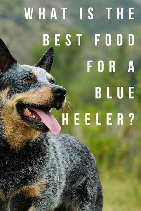 What is the best food for a Blue Heeler? - How to keep your Blue Heeler at its best. Australian Heeler, Blue Healer, Heeler Puppy, Austrailian Cattle Dog, Cattle Dogs Rule, Blue Heeler Puppies, Australian Cattle Dog Mix, Heeler Puppies, Puppy Obedience Training