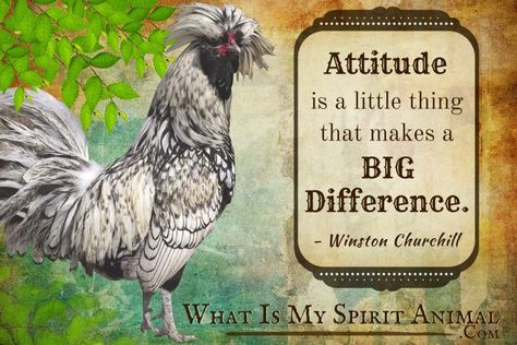 Rooster Sayings, Rooster Quotes, Rooster Funny, Chicken Quotes, Motivational Funny, Winston Churchill Quotes, Value Quotes, Giant Animals, Animal Spirit Guides