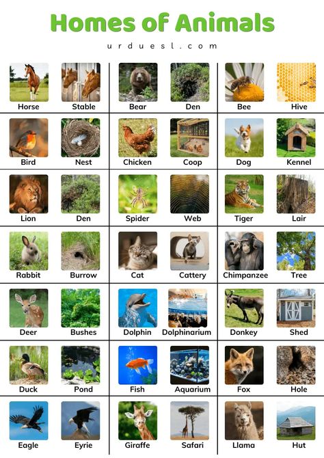 Homes of Animals with Names and Pictures - Download pdf Animals Homes Activities, Homes Of Animals Worksheet, Wild Animals And Their Homes, Animals And Their Homes Worksheets, Homes Of Animals, Animals Name With Picture, Animals List, Animals And Their Homes, Animals Name In English