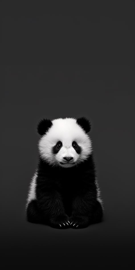 Black And White Iphone Wallpaper, White Iphone Wallpaper, Panda Wallpaper Iphone, Black And White Wallpaper Iphone, Animal Photography Wildlife, Bathroom Wall Decor Art, Lion Artwork, Happy Birthday Cupcakes, Panda Love