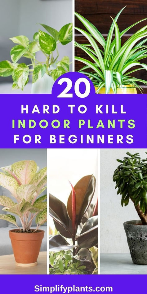 "20 hardy indoor plants, beginner-friendly houseplants, low maintenance 
indoor plants, resilient houseplants, easy to care for indoor plants, 
indoor plants for beginners, durable houseplants, tough indoor plants, 
robust houseplants, resilient indoor plants, hardy houseplants for 
beginners, low maintenance houseplants, beginner-friendly indoor plants, 
sturdy indoor plants, hard to kill houseplants, durable indoor plants, 
tough houseplants for beginners House Plants Beginner, Plants For Beginners Indoor, Easy Indoor Plants For Beginners, House Plants For Beginners, Indoor Plants For Beginners, Plants For Beginners, Plant Jungle, Easy Indoor Plants, Easy House Plants