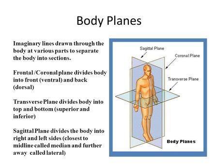 Body Planes Imaginary lines drawn through the body at various parts to separate the body into sections. Frontal /Coronal plane divides body into front.> Body Planes, Frontal Plane, Hesi A2, Radiology Student, Anatomy Physiology, Human Anatomy And Physiology, Calligraphy Art Print, Medical Knowledge, Anatomy And Physiology