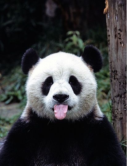 I'm black and white so what color is my tongue? Panda Facts, Panda Lindo, Panda Love, Giant Panda, Baby Panda, Kung Fu Panda, Red Panda, Cute Panda, Animal Tattoos