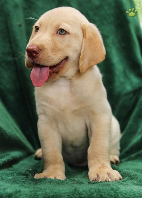 George - Labrador Retriever Puppy for Sale in Woodward, PA | Lancaster Puppies Labrador Retriever Puppy, Lancaster Puppies, Retriever Puppies, Labrador Retriever Puppies, Puppy For Sale, Retriever Puppy, Puppies For Sale, Lancaster, Online Marketplace