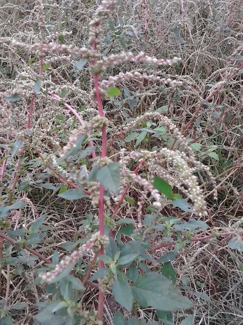 Curly Dock, Foraging Guide, Edible Wild Plants, Birthday Trip, Wild Edibles, Wild Plants, Edible Plants, Cooler Weather, Garden And Yard