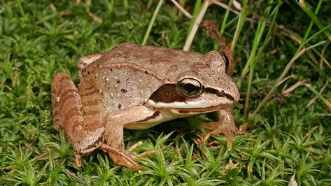 Wood Frog, Spiders And Snakes, David Attenborough, Unusual Animals, The Frog, Amphibians, Spiders, Children’s Books, Frogs