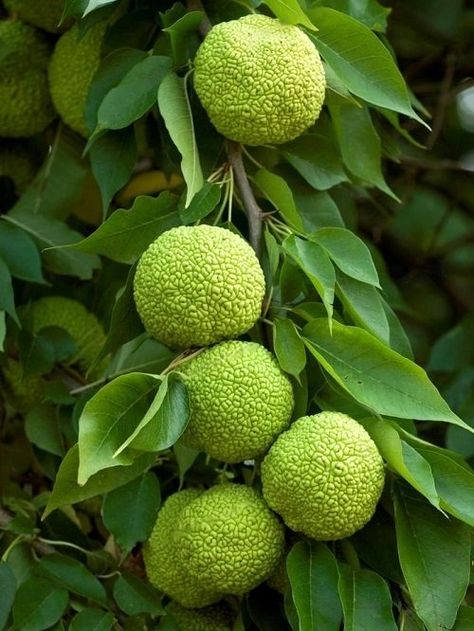 What is a Hedge Apple and How to Grow It Hedge Apples Decorating With, Hedge Apples Uses, Honeycrisp Apple Tree, Growing Apple Trees, Homemade Hummingbird Food, Maclura Pomifera, Hedge Apples, Hedge Trees, Garden Hedges