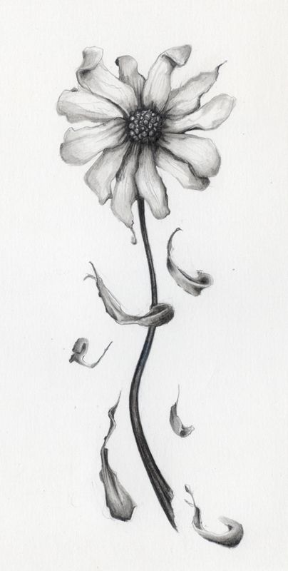 Daisy by payaah on DeviantArt Flowers Drawing Pencil, Flower Garden Drawing, Daisy Ideas, Daisy Drawing, Wilted Flowers, Pencil Drawings Of Flowers, Daisy Tattoo, New Flowers, Flowers Drawing