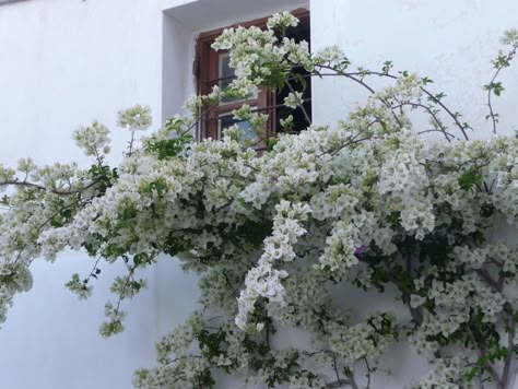 White Bougainvillea  Paros Island, Greece White Bougainvillea Aesthetic, White Bougainvillea Wedding, White Bouganvilla, Bougainvillea Balcony, Bougainvillea White, White Bougainvillea, Gardening In Florida, Wrought Iron Balcony, Aesthetic Mode