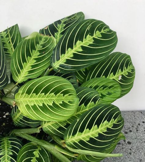 Prayer Plant Care 101: A Beginner's Guide Praying Plant, How To Care For A Prayer Plant, Prayer Plant Propagation, Variegated Maranta, Plants That Don’t Require Sunlight, Red Maranta Prayer Plant, Prayer Plant Care, Plant Leaves Turning Brown, Prayer Plant