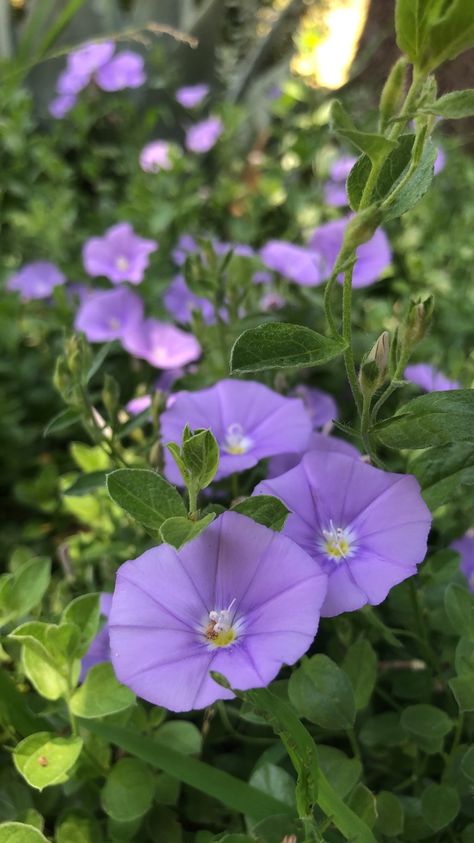 Pictured at San Diego Zoo, (blue rock bindweed, ground-blue convolvulus, convolvulus sabatius) Convolvulus Sabatius, Blue Rock, San Diego Zoo, Morning Glory, Botany, San Diego, Flowers, Blue, Color