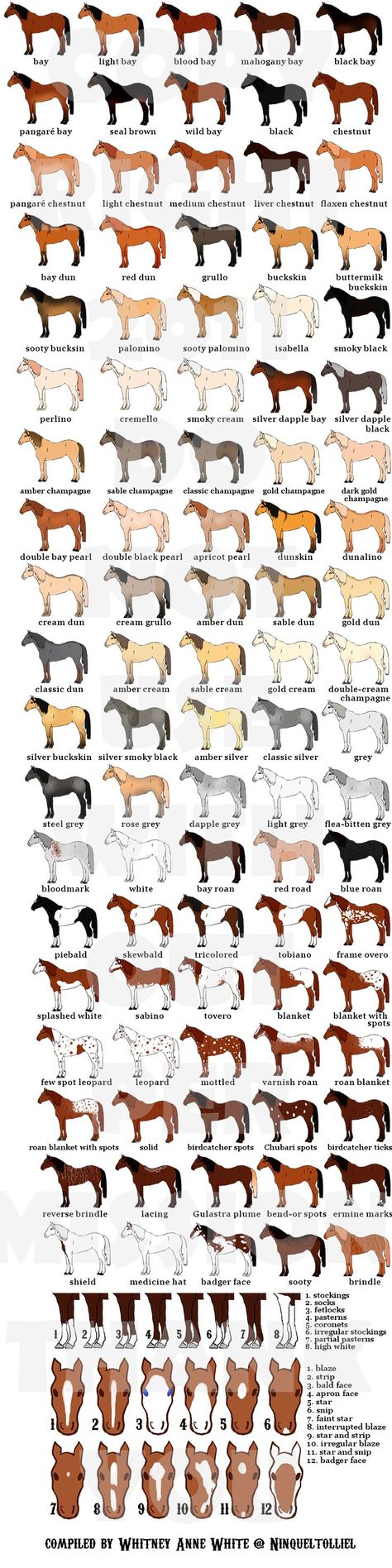 Horse Information, Horse Facts, Horse Anatomy, Types Of Horses, Horse Tips, Chestnut Color, All About Horses, Horse Health, Horse Quotes