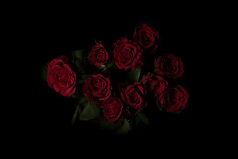 red rose illustration #roses #bouquet #red dark background #5K #wallpaper #hdwallpaper #desktop Rose Hd Photo, Dark Red Roses, Red Roses Wallpaper, Dark Red Wallpaper, Zero Wallpaper, Rose Flower Wallpaper, Rose Illustration, Red Rose Bouquet, Roses Bouquet