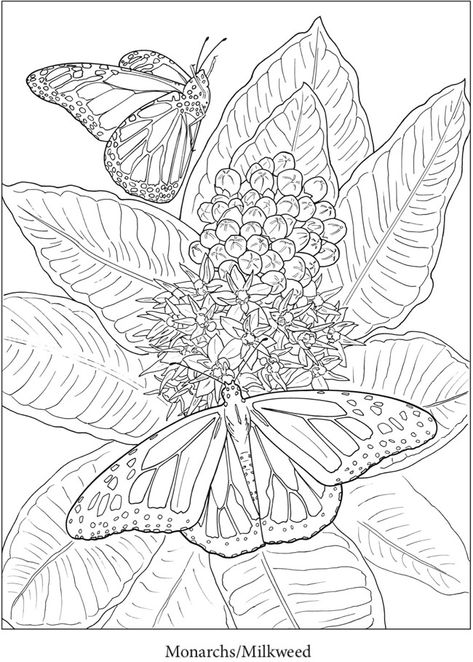 Welcome to Dover Publications Dover Publications Coloring Pages, Flower Colouring Pages, Dover Publications Coloring, Flower Stencil Patterns, Gardens Coloring Book, Adult Coloring Designs, Dover Publications, Fall Coloring Pages, Colouring Printables