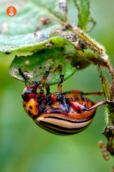 Colorado Potato Beetles are small insects that left unattended, can cause big damage to your garden. They're also especially active in the fall months 😱 Check our website for tips and tricks on how to deal with them, and numerous other pests ❤️ Colorado Beetle, Potato Beetle, Potato Plant, Leaf Beetle, Plant Pests, Fall Months, Plant Seedlings, Small Insects, Organic Garden