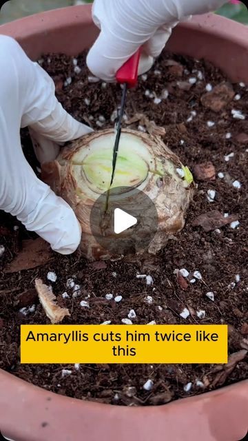 Garden Hacks Diy Ideas Tips And Tricks, 2024 Tips, Michigan Gardening, Amaryllis Plant, Garden Hacks Diy, Grafting Plants, Garden Companion Planting, Succulent Tree, Florida Landscaping