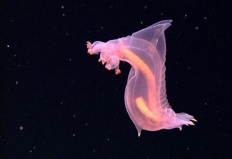 These Underwater Creatures Look Like Something From A Different Planet! | True Activist Scary Sea Creatures, Deep Sea Animals, Deep Sea Life, Sea Pictures, Sea Cucumber, Salt Water Fishing, Deep Sea Creatures, Sea Slug, Underwater Creatures