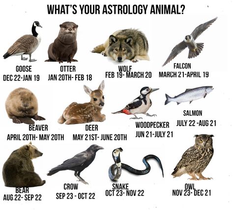 What's your Astrology Animal? Personality Traits and Characteristics. Birth Animal Tattoo, July Zodiac Sign, January Zodiac Sign, Native American Astrology, Cardinal Signs, Birth Animal, Native American Zodiac, Native American Animals, Native American Totem