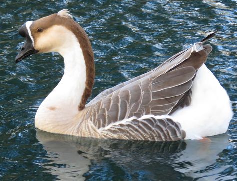 African Goose African Goose, Great Hobbies, Bird Photo, Love Birds, Arizona, I Am Awesome, Birds, Animals