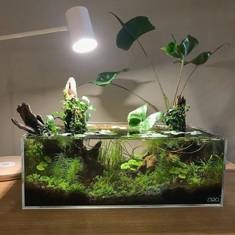 My 1st ever experiment with low tech aquascaping from last summer is starting to look a little overgrown. Time for a spring overhaul! Watch this space. #aquascape #houseplants #houseplantclub #indoorplants #indoorpond #plantsmakepeoplehappy Small Paludarium, Garden Aquarium, Aquarium Garden, Amazing Aquariums, Aquascape Design, Betta Aquarium, Aquaponics Fish, Indoor Water Garden, Nano Aquarium