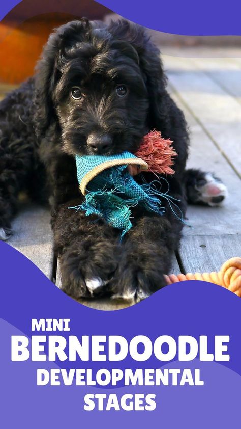 Mini Bernedoodles go through several developmental stages as they grow from puppies to adults. Click on the link to learn more! Mini Bernedoodle, Stages Of Development, Bernedoodle Puppy, Mental Development, Dog Club, Developmental Stages, Doodle Dog, Crate Training, Healthy Dogs