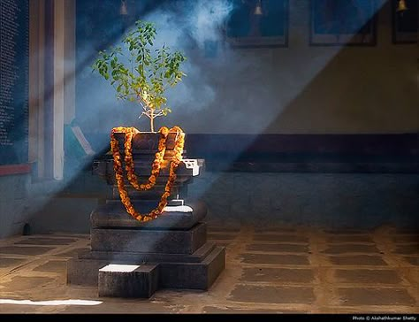 Rural and Village Life Photography Tulasi Plant, Tulsi Plant, Indian Interiors, Indian Home Design, Sacred Plant, Bhakti Yoga, Pooja Room Design, Puja Room, Lord Krishna Wallpapers