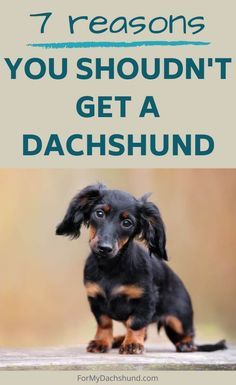 Dachshund Adoption, Best Apartment Dogs, Daschund Puppies, Dapple Dachshund Puppy, Dachshund Breed, Apartment Dogs, Every Dog Breed, Dachshund Puppies For Sale, Dachshund Puppy Miniature