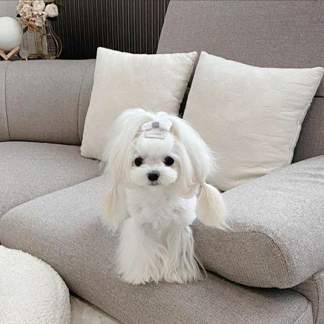 Maltese Long Hair, Maltipoo Dog, Long Haired Dogs, Dog Haircuts, Dream Dog, Maltese Dogs, Puppy Dogs, Baby Dogs