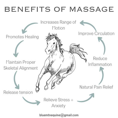 #equinemassage #horse #equestrian #northcarolina #holistichealing #massage #education #equine #horselove #massagetherapist #horseriding #soremuscles #equineanatomy #equine #equestrianlife #performancehorse #horsetraining Equine Craniosacral Therapy, Equine Bodywork, Equine Massage Therapy, Horse Massage, Equine Anatomy, Equine Massage, Massage Quotes, Animal Reiki, Increase Circulation