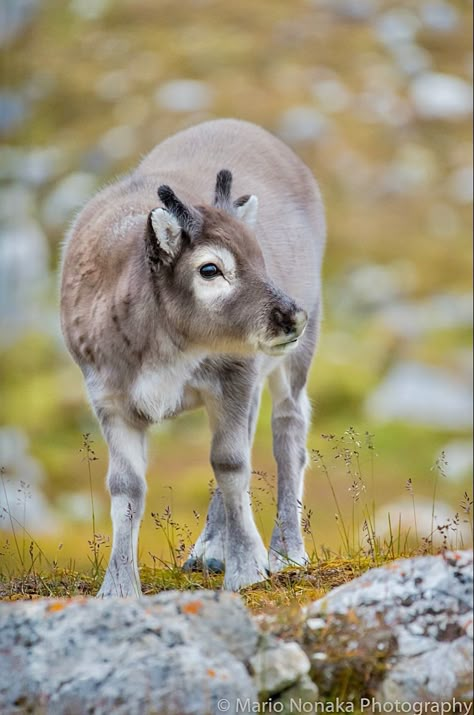 Rangifer tarandus platyrhynchus: A subspecies of small caribou found on Norway’s Svalbard archipelago. Peary Caribou, Svalbard Reindeer, Female Reindeer, Cloven Hooves, Water Deer, Male Deer, Fallow Deer, Roe Deer, Red Deer