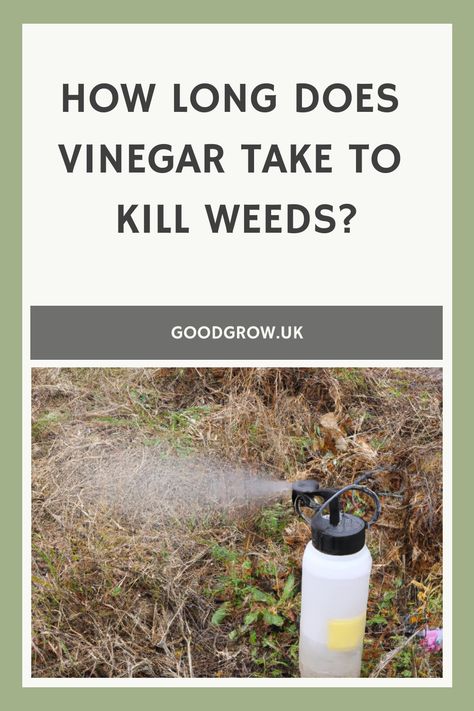 How long does vinegar take to kill weeds? Vinegar Salt Weeds, Killing Weeds With Vinegar And Salt, Vinegar Mixture For Weeds, Vinegar For Weeds, Kill Weeds With Vinegar, Killing Weeds, Kill Weeds, Weeds In Lawn, Lawn Care Tips