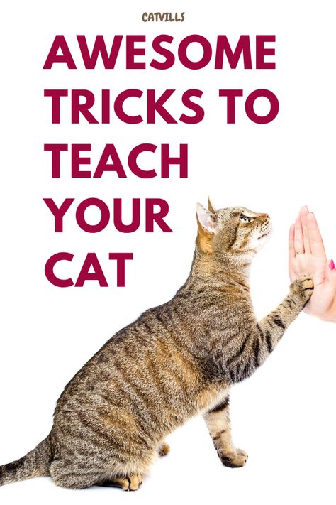 Are you looking for ways to entertain your pet kitty and give them something new to learn? CatVills.com has five awesome tricks you can teach your feline friend in no time, guaranteed to give them enrichment and keep them active! Whether you want to teach your cat to shake hands, play fetch, or navigate a simple obstacle course, CatVills.com has all the tips and tricks you need to help your cat become the smartest feline around. Cat Petting Chart, Tricks To Teach Your Cat, Cat Training Tips, Cat Owner Hacks, Cat Training Tricks, Cat Tricks, Cat Enrichment, First Time Cat Owner, Cat Tips