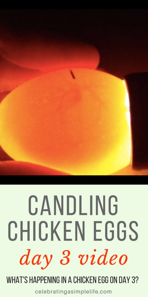 Candling Chicken Eggs on Day 3 (VIDEO) - Celebrating a Simple Life Candling Chicken Eggs, Iceland Photography Landscapes, What To Feed Chickens, Feed Chickens, Iceland Packing List, Homesteading Life, Hatching Chickens, Homesteading Animals, Chicken Incubator